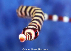 Face to face to pipe
Nikon D200, 105 micro,twin strobo
... by Marchione Giacomo 